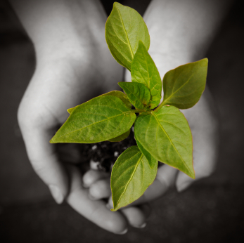 Plant_in_Hands